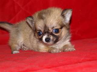 MagnifiK  - chihuahua Femelle?? a Donner