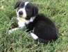 Bearded Collie puppies for sale - photo 1