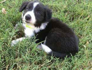 Bearded Collie puppies for sale