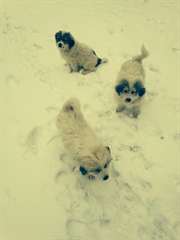 Chiots AKC grande Pyrénées  Nous avons trois (homm