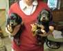 Ckc excellent Gordon Setter chiots mâles et femell - photo 1