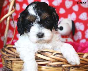 Missy magnifique Cockapoo chiot à vendre chiot ave