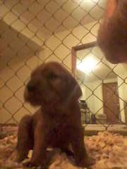 Chiots setters irlandais