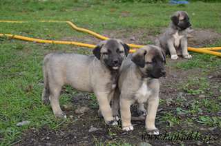 magnifique pure race Kangal chiots disponibles d&#233;p