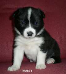 Karelian bear dog puppies