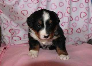 Jaku chiots Bouvier Bernois y aller maintenant