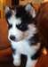 Papered Husky sibérien chiots chiots - photo 1
