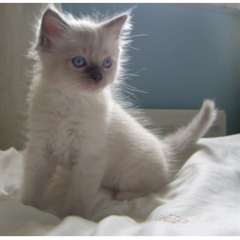 Arbre g&#233;n&#233;alogique chatons Ragdoll