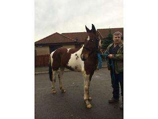 Color&#233; cheval de sport irlandais