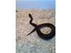 CB 13 ROYAL PYTHON - photo 1