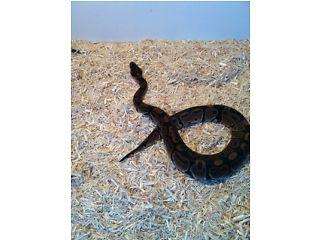 CB 13 ROYAL PYTHON