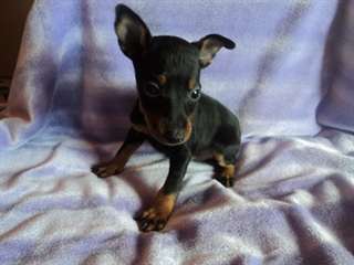 deux petits mâles de Terrier de Manchester. Une no