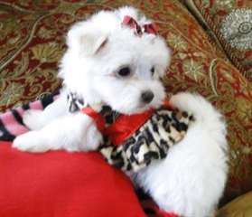 Bichon Maltais pure race 2 Mâles et 1 femelle