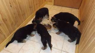 réserver chiots berger allemand