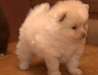 Magnifiques Chiots de type spitz nain - photo 1