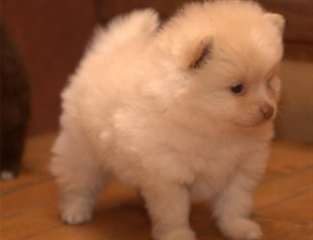 Magnifiques Chiots de type spitz nain