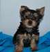 Chiots Yorkshire Terrier - magnifique Yorkie - photo 1