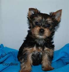 Chiots Yorkshire Terrier - magnifique Yorkie