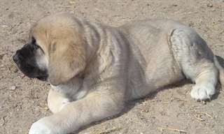 Mâtin espagnol chiots avec Pedigree complet obliga