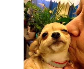 FEMELLE CHIHUAHUA LONG POILS