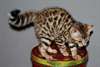 BEAUX  CHATONS BENGALE  DISPONIBLE POUR ADOPTION - photo 1