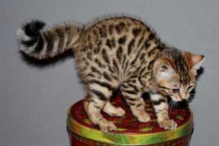 BEAUX  CHATONS BENGALE  DISPONIBLE POUR ADOPTION