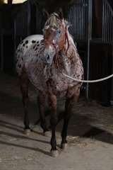 Réservation in utero poulain appaloosa PP