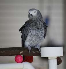 perroquets gris africains disponibles