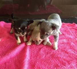 Chiots Chihuahua belles à vendre