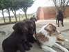 reste 2 loulous  males  chiot type labrador - photo 2