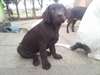 reste 2 loulous  males  chiot type labrador - photo 3