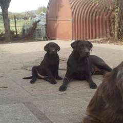 reste 2 loulous  males  chiot type labrador