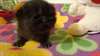 Chaton Exotic Shorthair STÉRILISÉ - photo 1