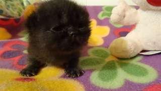 Chaton Exotic Shorthair STÉRILISÉ