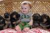 Adorable chiot berger allemand - photo 1