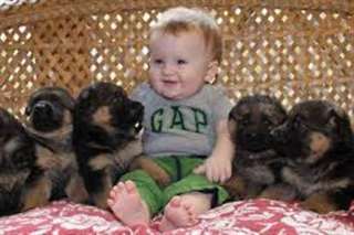 Adorable chiot berger allemand
