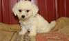 Chiots Bichon frisé - photo 1