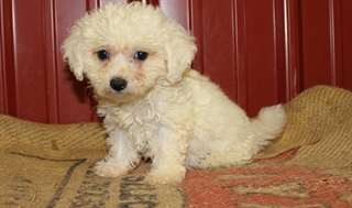 Chiots Bichon frisé