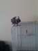 perroquets gris africain Gabanonais - photo 1
