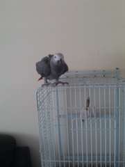 perroquets gris africain Gabanonais