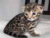 Chatons bengal - photo 1