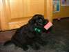 Chiots Labrador noirs et chocolat pour adoption - photo 1