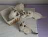 Magnifiques Portee Sacre De Birmanie - photo 1