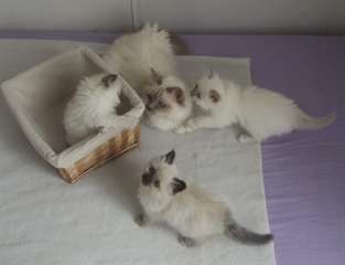 Magnifiques Portee Sacre De Birmanie
