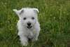 Chiots Westie Disponible - photo 1