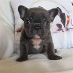 Top Class chiots bulldog français disponibles