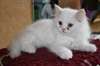 urgence chatons Persan pour adoption d'une famille - photo 1