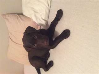 Labrador brun
