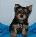 Chiots Yorkshire Terrier - magnifique Yorkie - photo 1