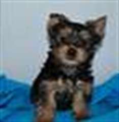 Chiots Yorkshire Terrier - magnifique Yorkie